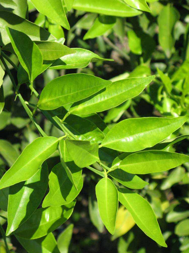              Sun leaves (Winter Haven, FL)       